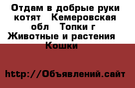 Отдам в добрые руки котят - Кемеровская обл., Топки г. Животные и растения » Кошки   
